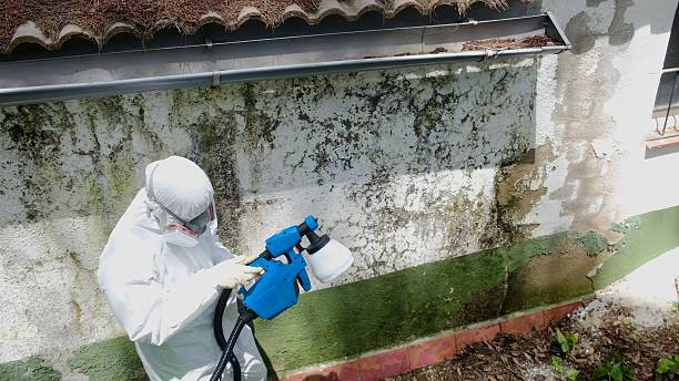 Top rated local Mold Remediation specialists in Wallingford, PA